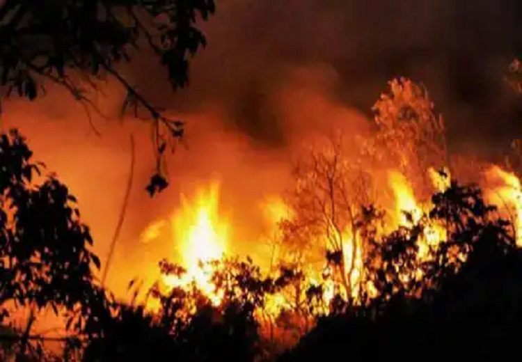 A catastrophic forest fire in Colorado, USA