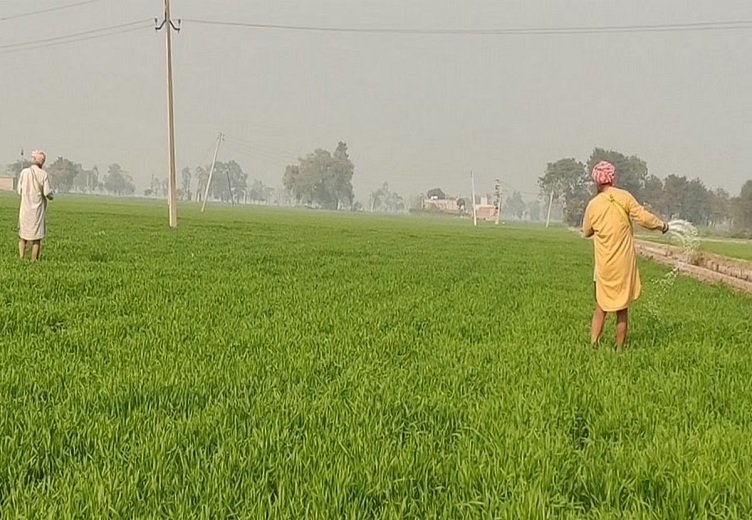 Chief Agriculture Officer