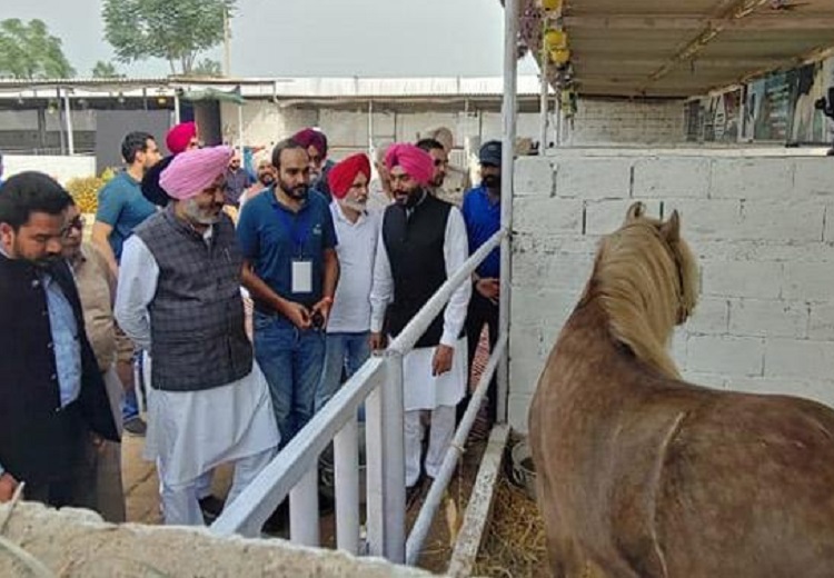 Chandigarh Horse Show