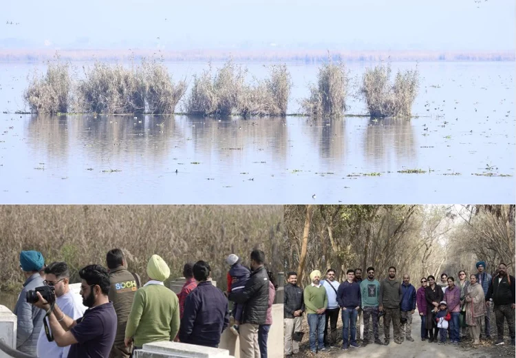 Harike Wetland