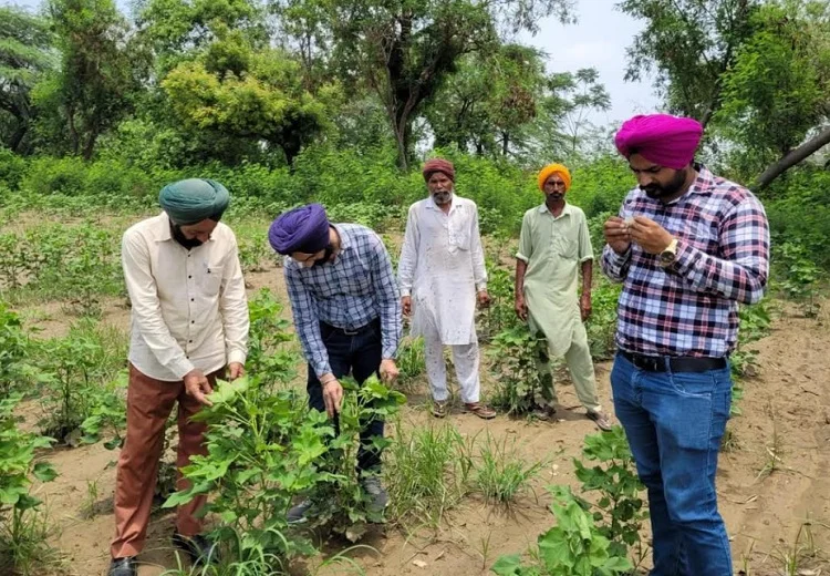 Cotton Crop