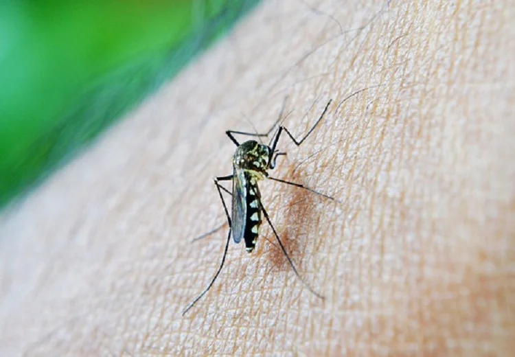 Dengue