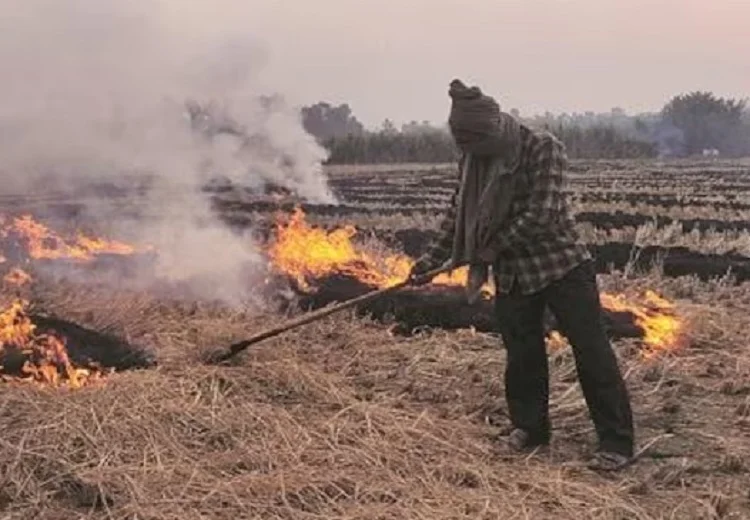 Stubble burning