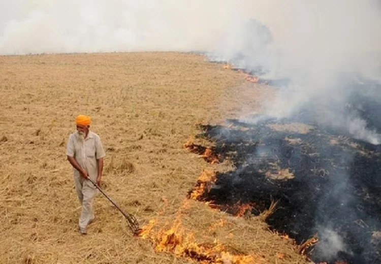 Stubble burning