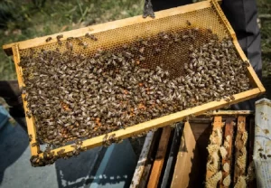 Beekeeping Policy