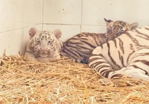 Chhatbir Zoo