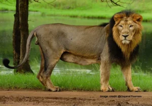 lions