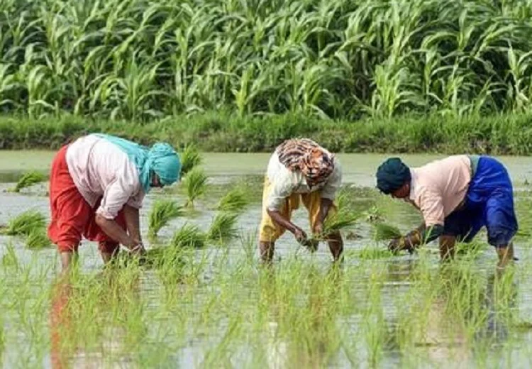 ਬਿਜਾਈ ਲਈ ਜ਼ੋਨ