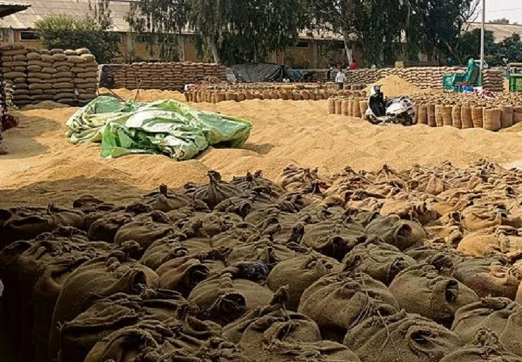 sangrur garin market