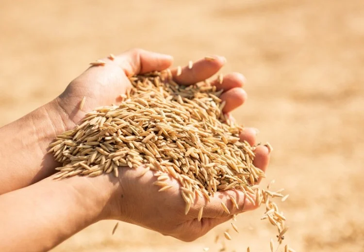 ਝੋਨੇ ਦੀ ਖਰੀਦ