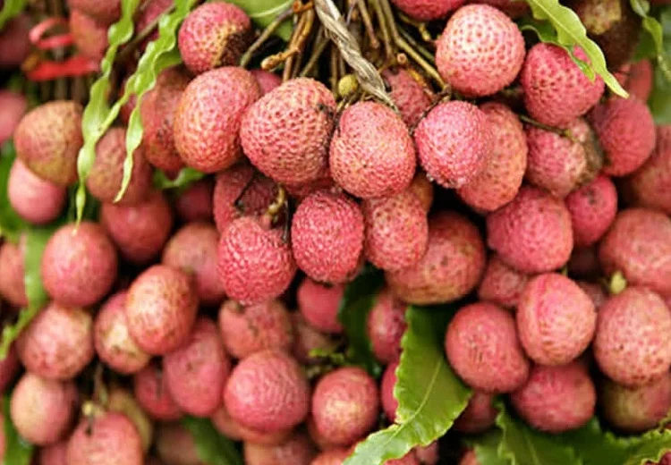 ਪੰਜਾਬ ਦੀ ਲੀਚੀ