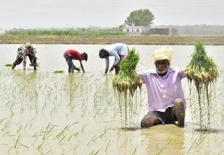 Ban pesticides in Punjab