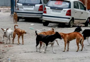 ਆਵਾਰਾ ਕੁੱਤੇ