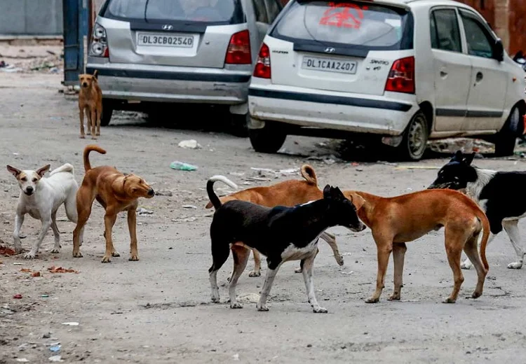 ਆਵਾਰਾ ਕੁੱਤੇ