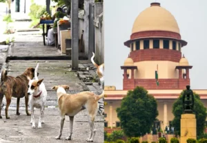 stray dog ​​case