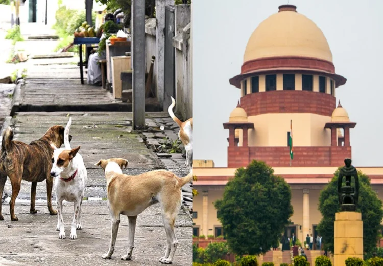 stray dog ​​case