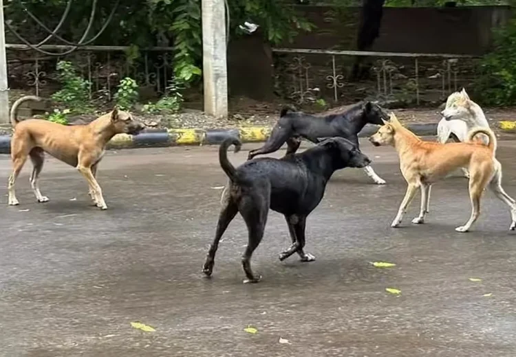 ਪਾਲਤੂ ਤੇ ਅਵਾਰਾ ਕੁੱਤਾ