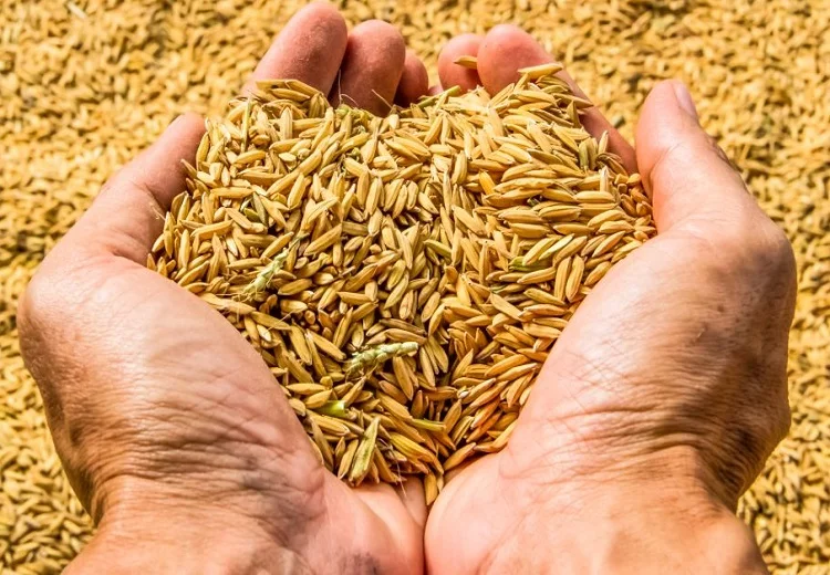 ਝੋਨੇ ਦੀ ਖਰੀਦ