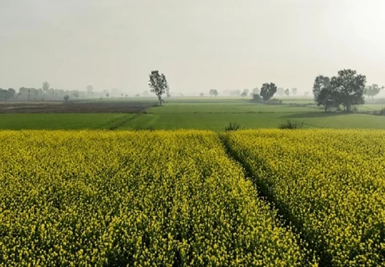 ਸਿੱਧੀ ਬਿਜਾਈ