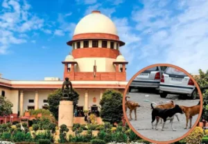 stray dog news
