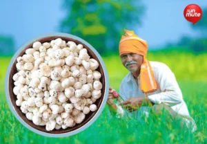 ਮਖਾਨਾ ਵਿਕਾਸ ਲਈ ਯੋਜਨਾ