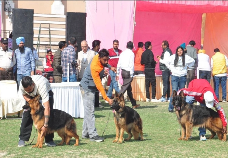 All Breed Championship Dog Show
