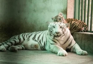 ਛੱਤਬੀੜ ਚਿੜੀਆਘਰ