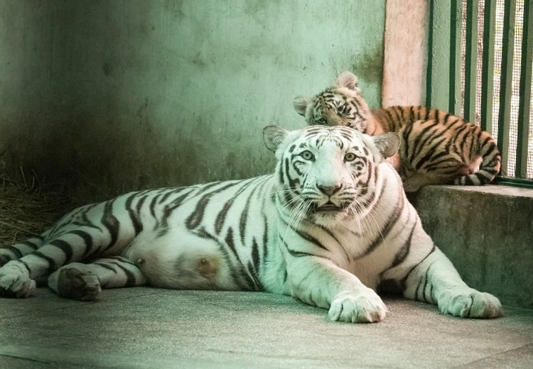 ਛੱਤਬੀੜ ਚਿੜੀਆਘਰ