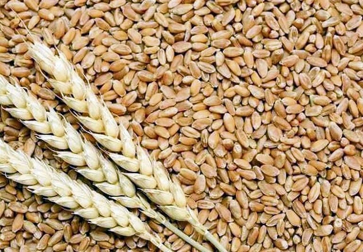 ਕਣਕ ਖਰੀਦ