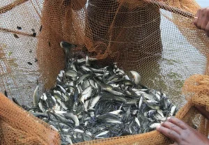 Fisheries Department