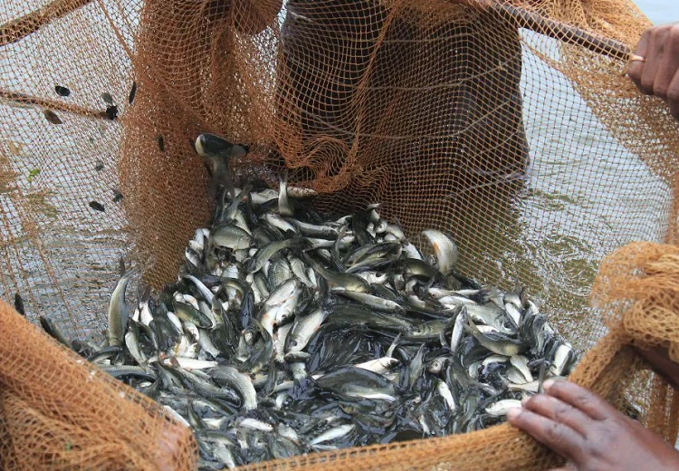 Fisheries Department