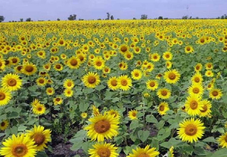 sunflower purchase portal