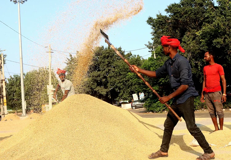 ਝੋਨੇ ਦੀ ਖਰੀਦ