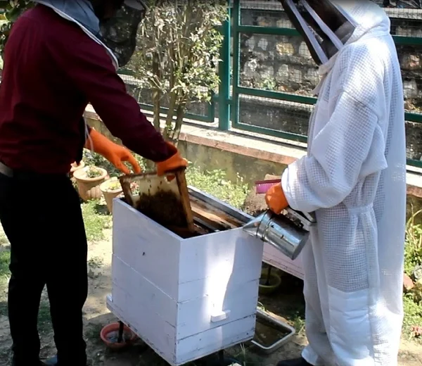 ਮਧੂ-ਮੱਖੀ ਪਾਲਣ